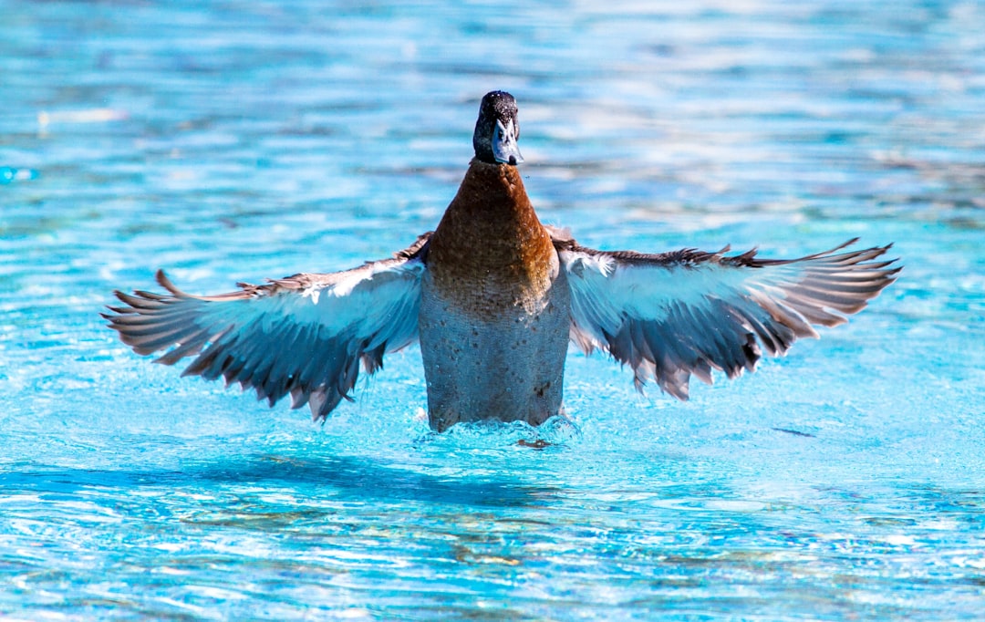 photo of Picton Wildlife near Lake Grassmere