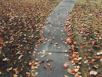 concrete pathway surrounded by brown dried leaf