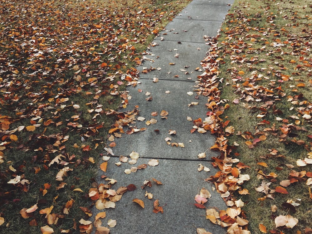 concrete pathway surrounded by brown dried leaf