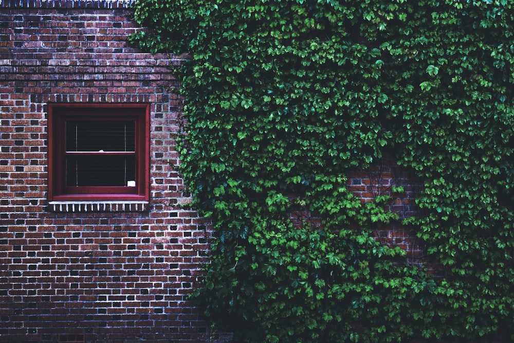 Césped de pared verde junto al cristal de la ventana