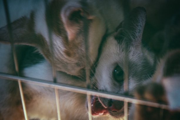Two cats are huddled closely inside a metallic cage, with one peering out. The lighting is dim, casting a somber and slightly moody atmosphere over the scene.