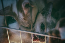 Two cats are huddled closely inside a metallic cage, with one peering out. The lighting is dim, casting a somber and slightly moody atmosphere over the scene.