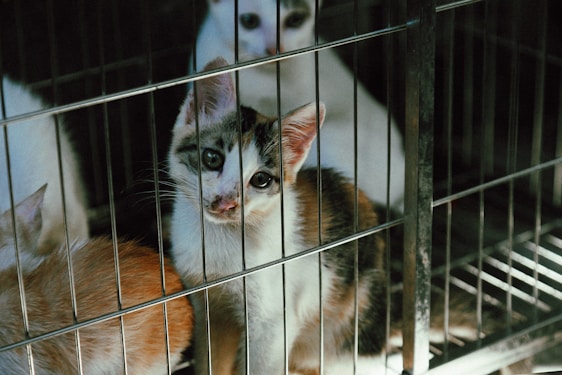 A kitten with tabby markings gazes through the bars of a cage with a curious and slightly melancholy expression. Behind it, other kittens with different fur colors are visible, suggesting they are in a confined space.