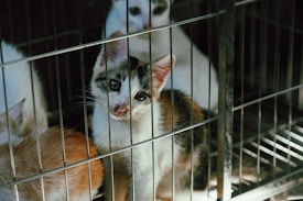 A kitten with tabby markings gazes through the bars of a cage with a curious and slightly melancholy expression. Behind it, other kittens with different fur colors are visible, suggesting they are in a confined space.