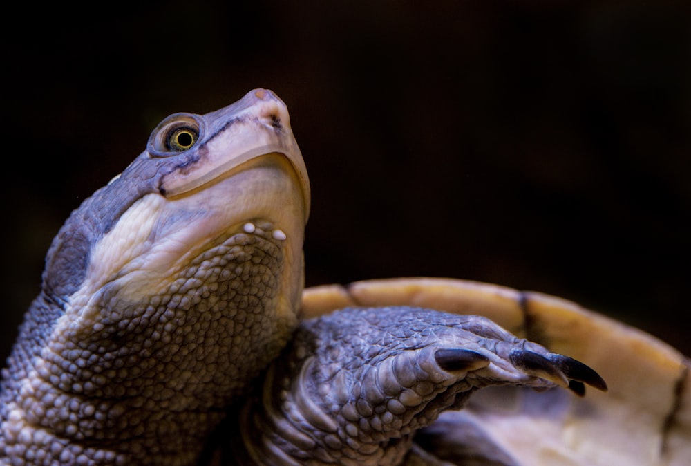 photo of gray turtle