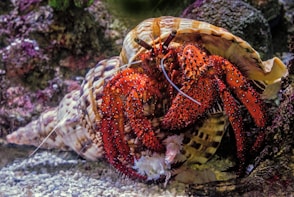 underwater photography of hermit crab