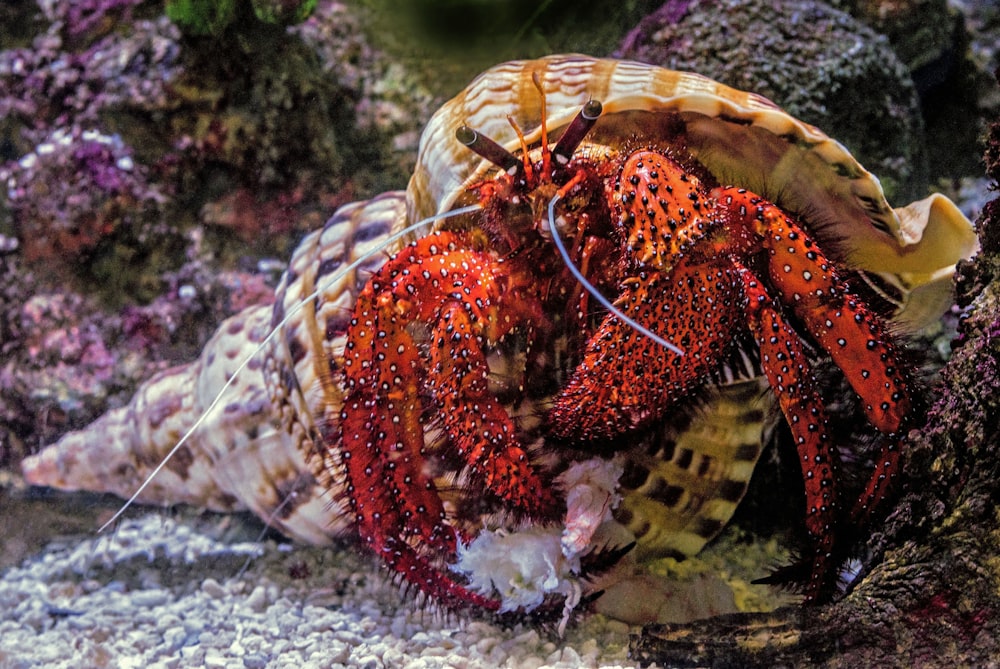 Fotografia subaquática de caranguejo eremita