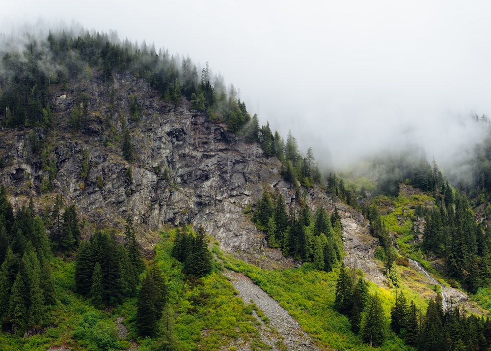 photo of mountain with pine trees during daytime