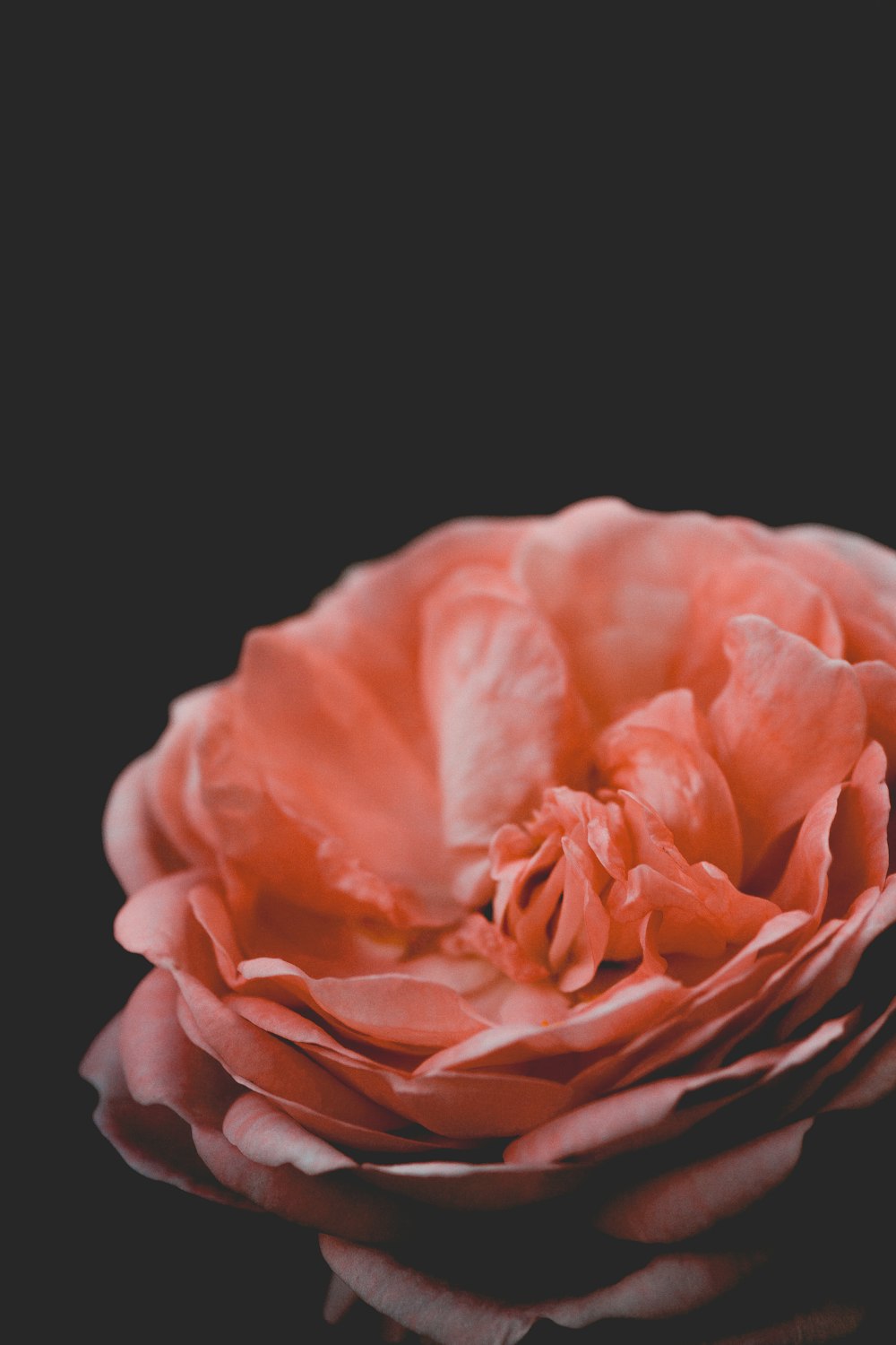 selective focus photography of pink petaled flower