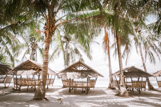 brown wooden cottage beside green leafed trees in Bantayan Philippines