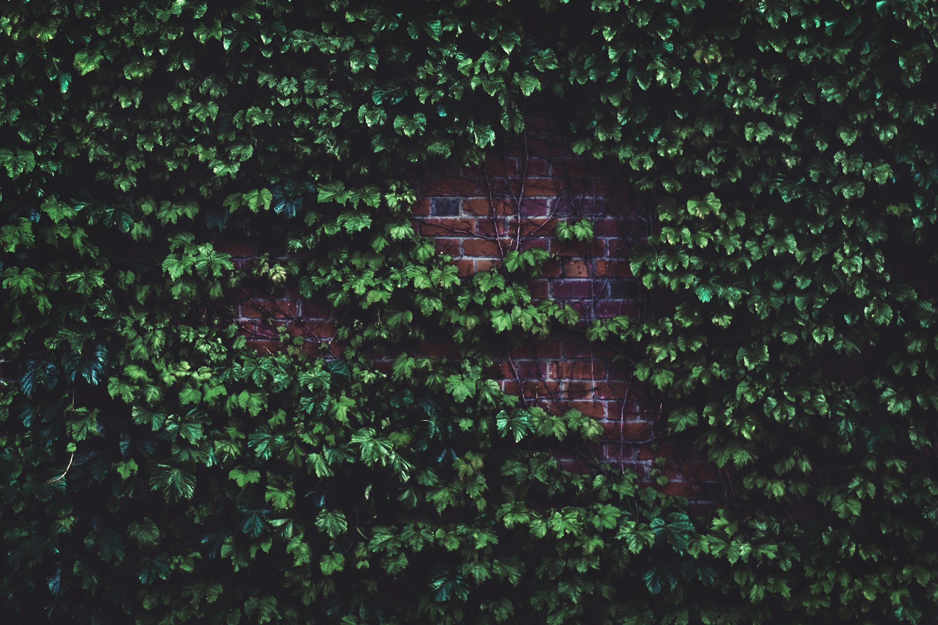 green leafed plant in brick wall