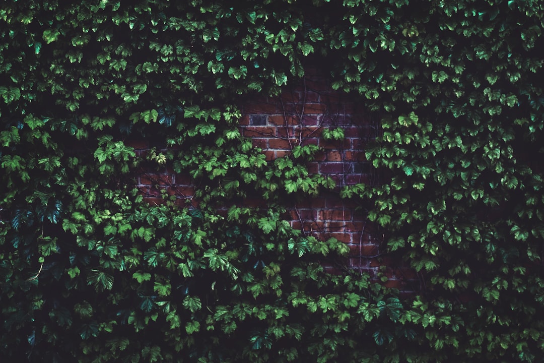 green leafed plant in brick wall