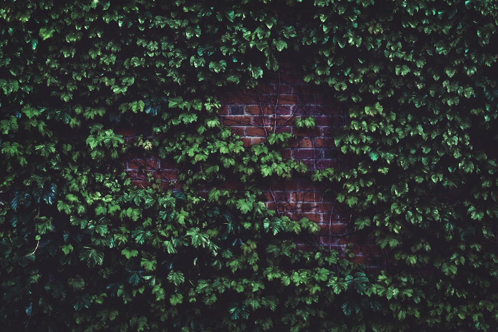 벽돌 벽에 녹색 잎이 달린 식물