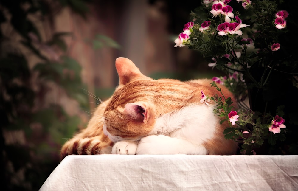 분홍색 꽃잎 꽃 옆에 누워있는 주황색 줄무늬 고양이