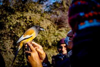 A small bird with bright orange and gray feathers perched on a person's hand, set against a backdrop of dense foliage. The scene includes smiling people in warm clothing, focusing their attention on the bird.