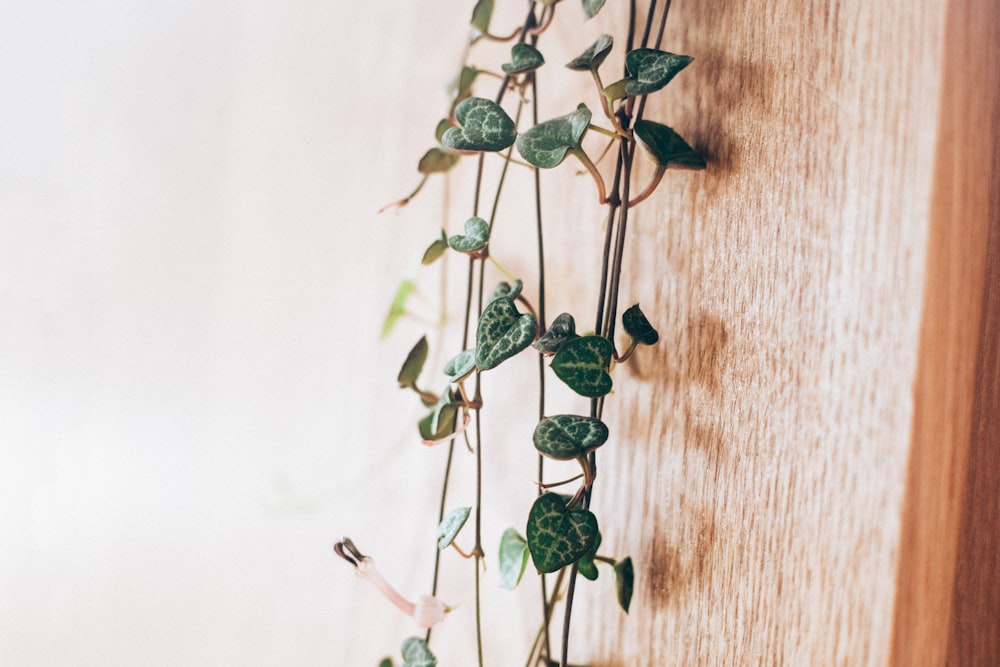 green leafed plants