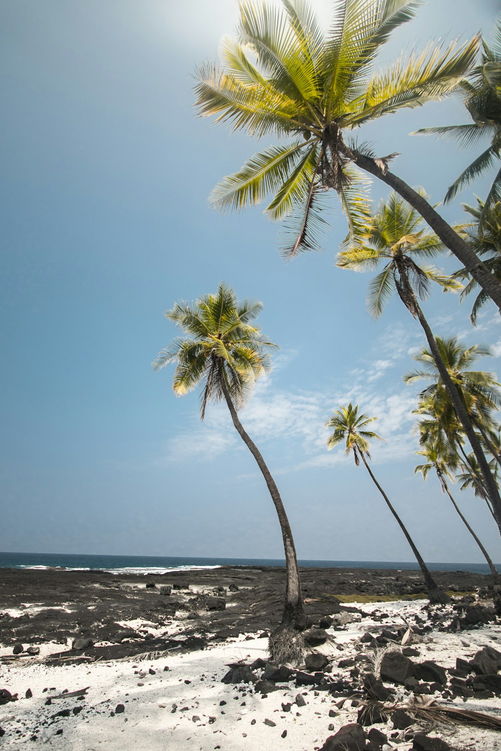 palm trees near the seashore during daytime