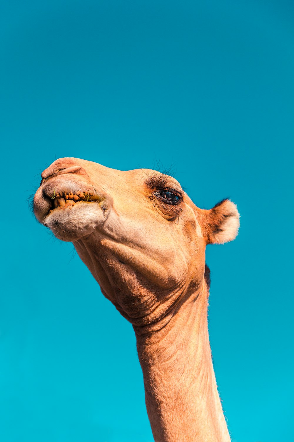 camel's head under clear sky