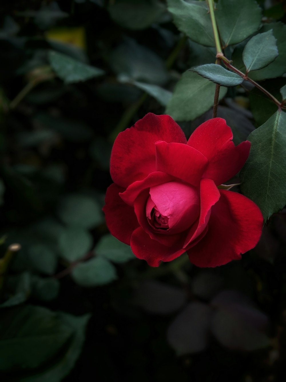 red rose flower