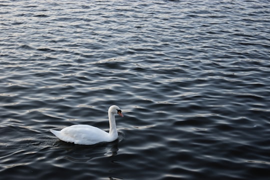 white duck on body of water in Roath Park United Kingdom