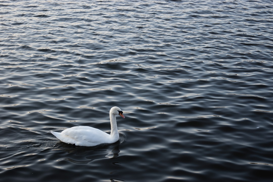 Waterway photo spot Roath Park Bristol