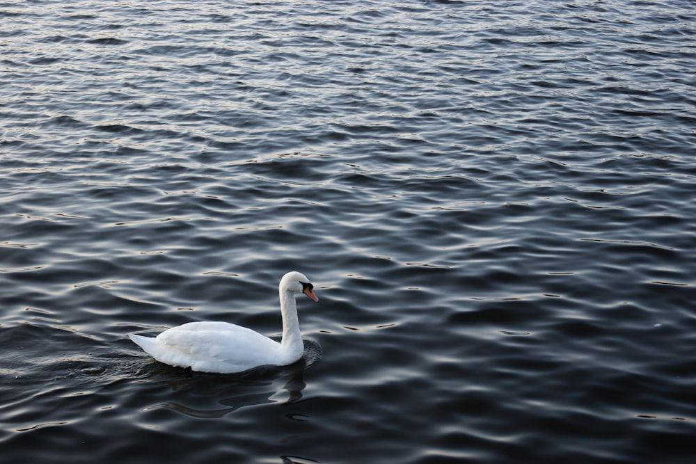 white duck on body of water