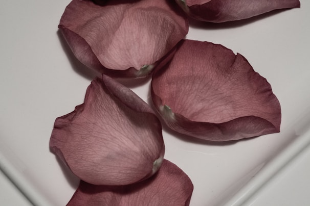 A delicate rose petal resting on dark velvet fabric, hinting at romance and mystery.