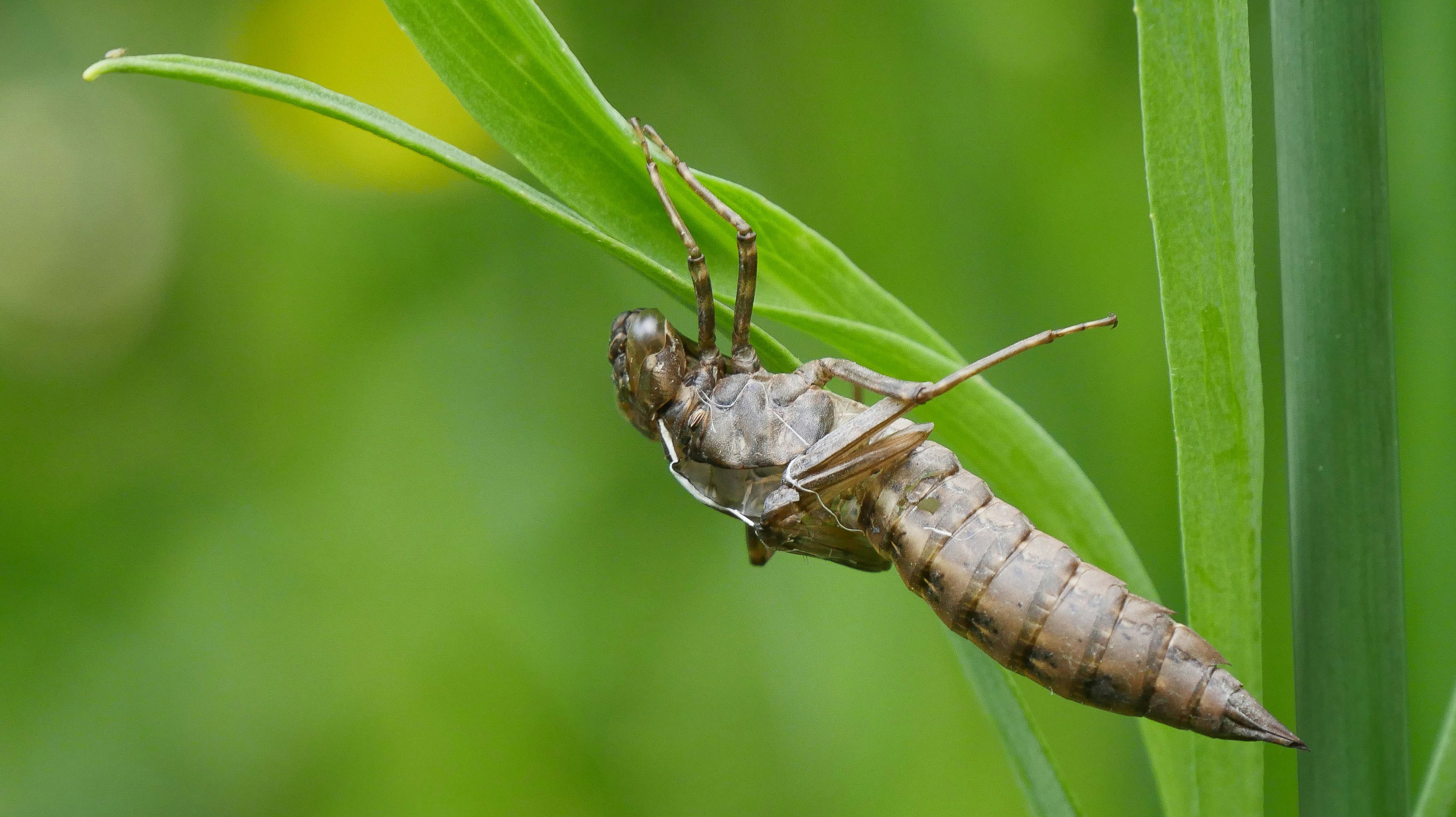 photo 1529407048362 a2e427060c0b?ixlib=rb 4.0