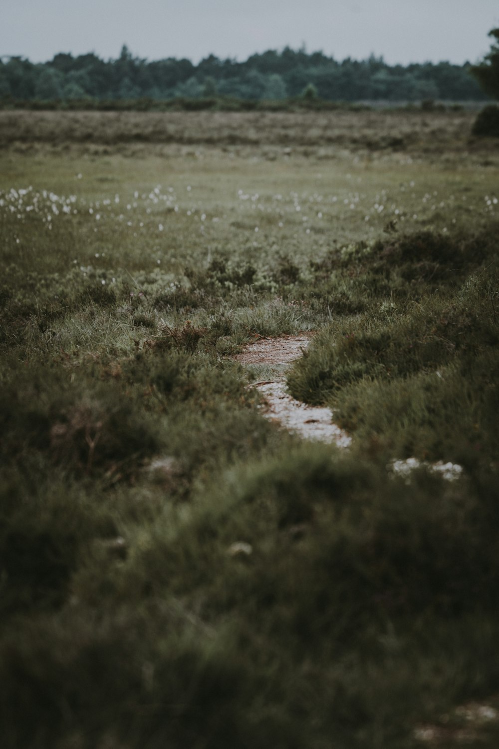 Photographie à mise au point superficielle de l’herbe verte