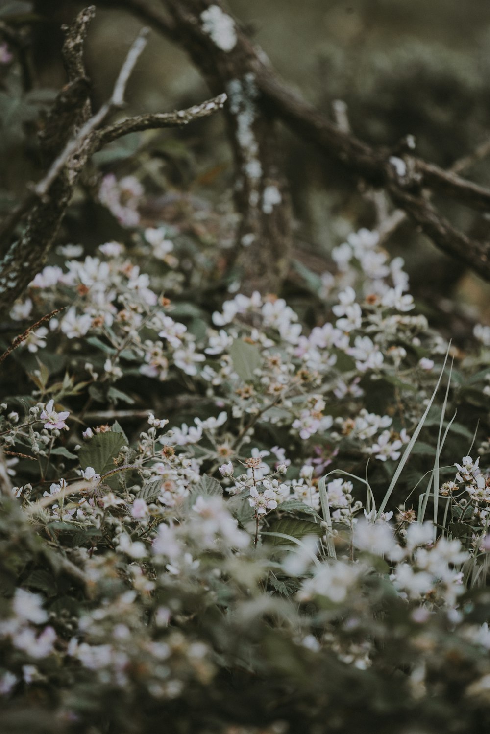 close-up photography of white petaled flowers