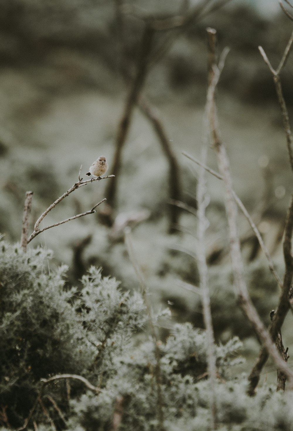 shallow focus photography of brown bird on tree branch