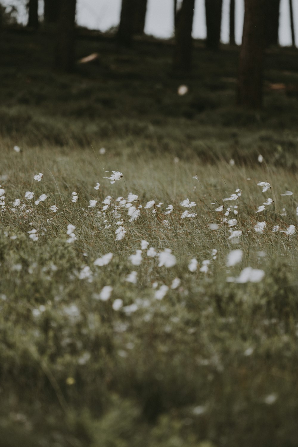 white flowers and green grass