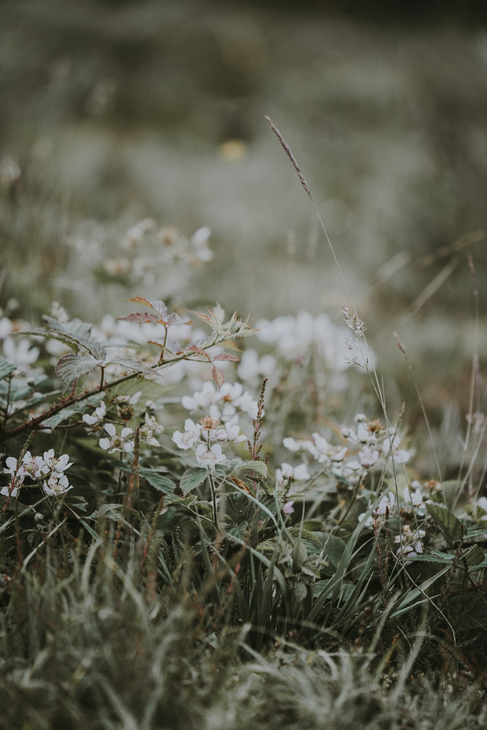 Photographie à mise au point peu profonde de fleurs blanches