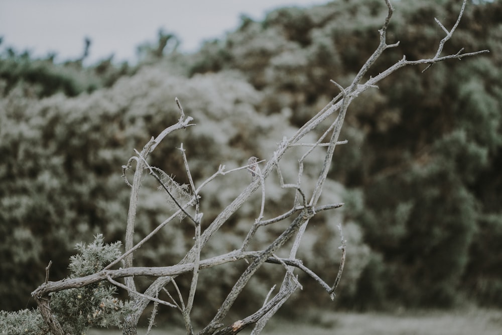 fotografia in scala di grigi dell'albero spoglio