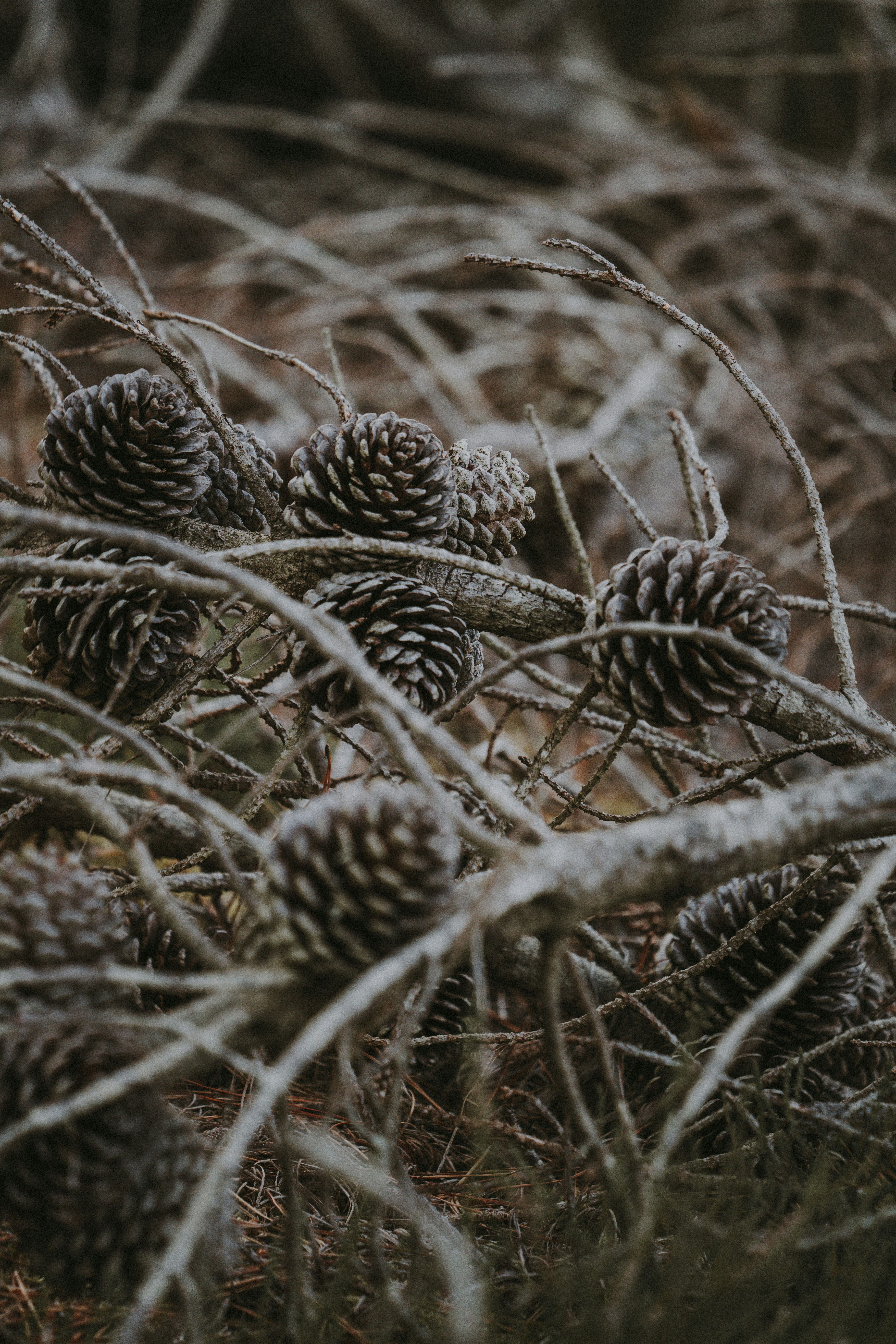 Photo by anniespratt