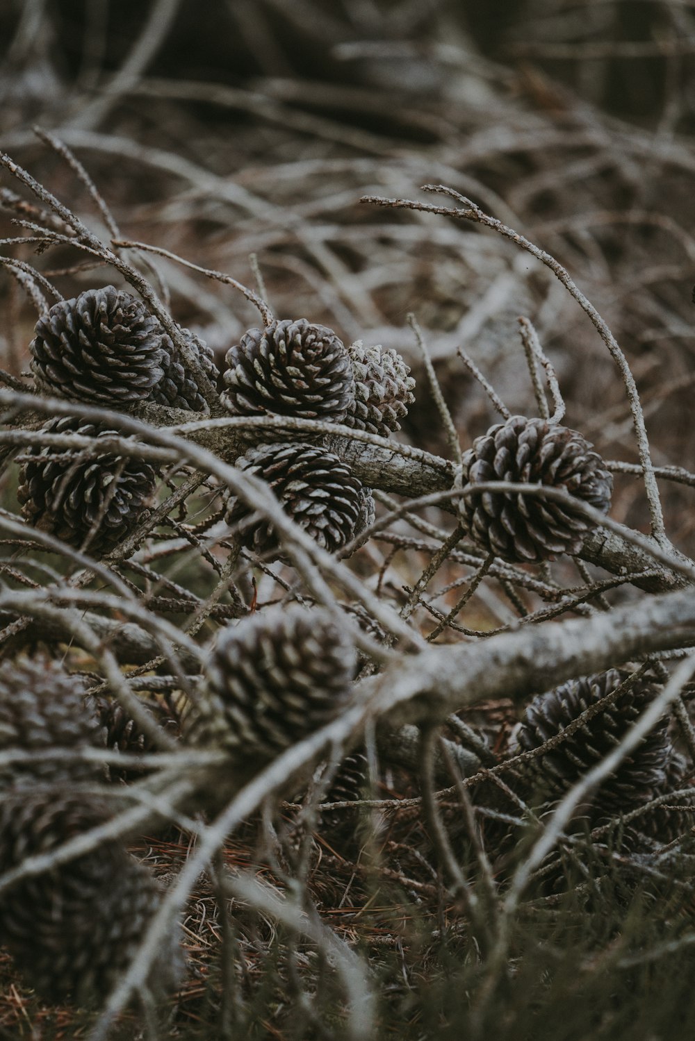 shallow focus photography of pine cones