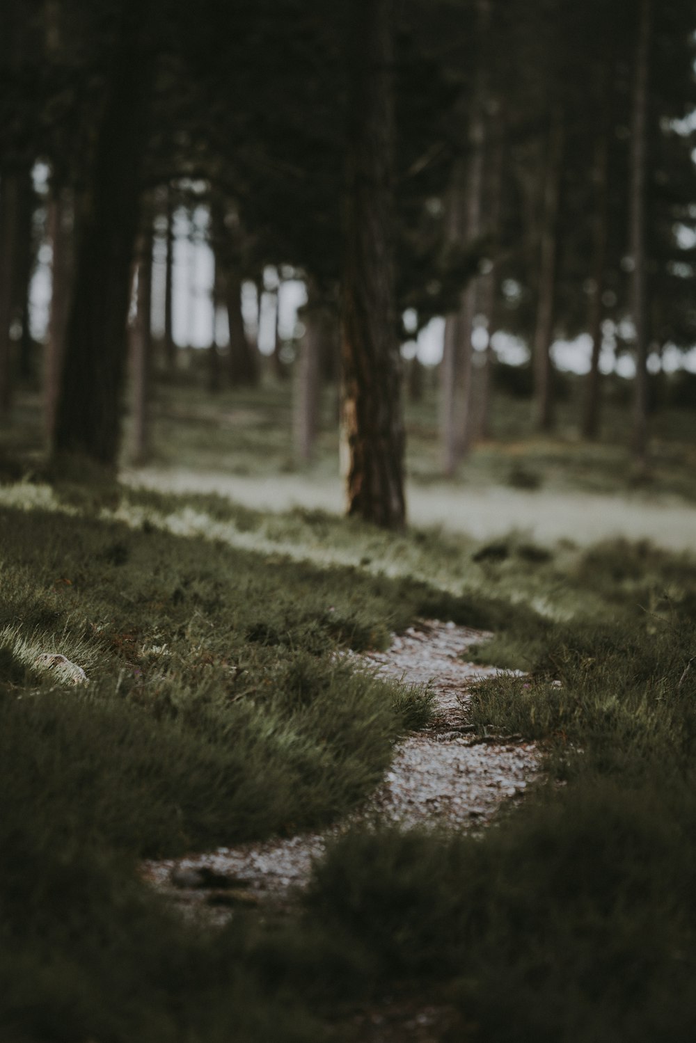 Arbres sur herbe verte