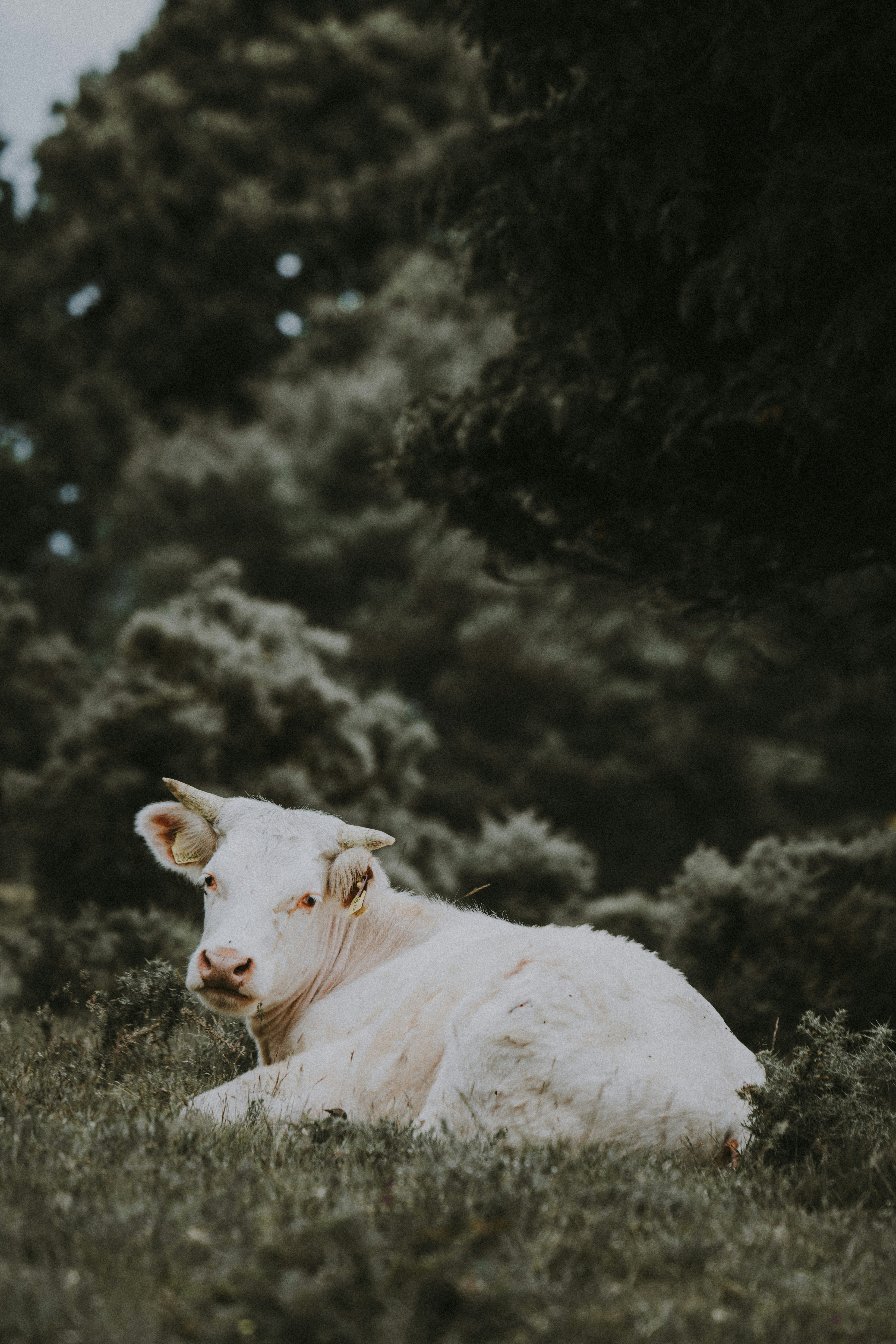 white cow lying on grass field