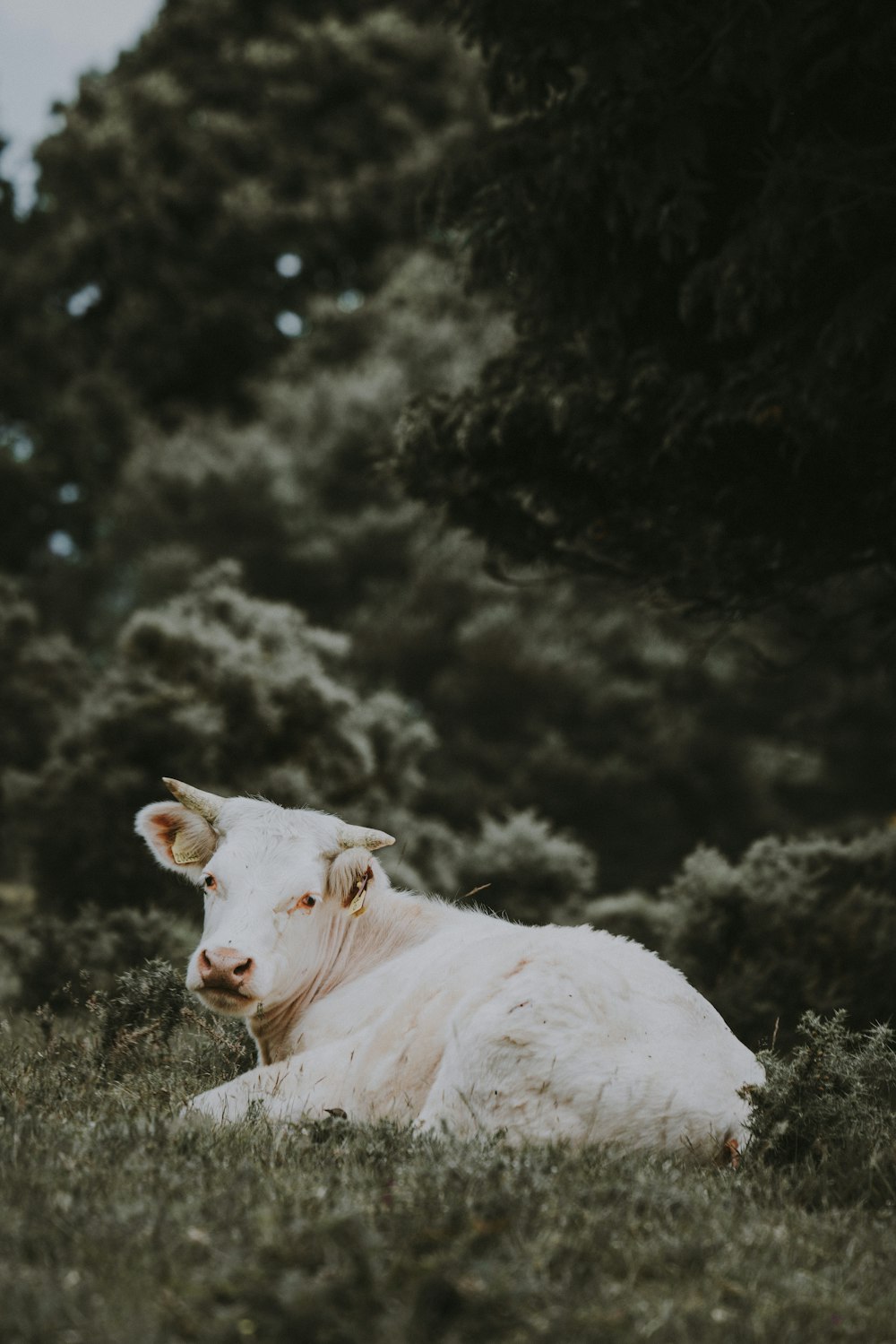 white cow lying on grass field