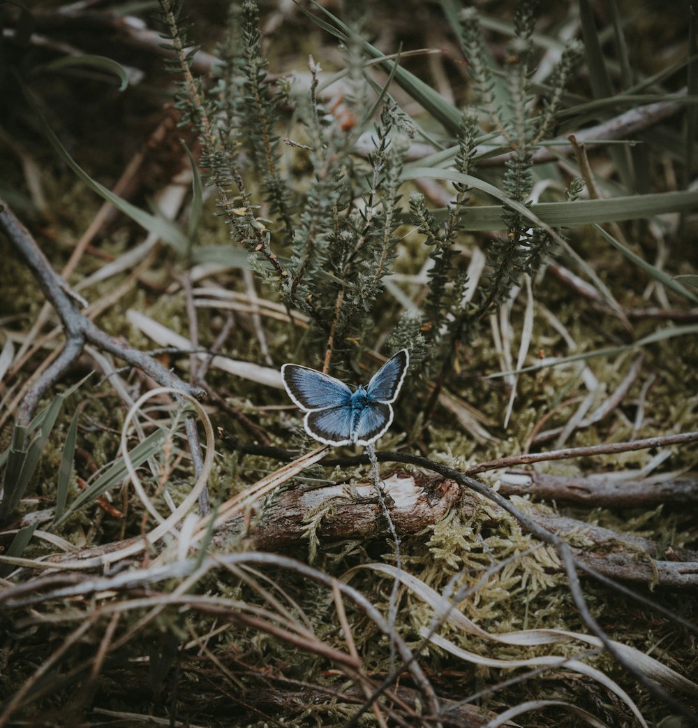 blauer Schmetterling sitzt auf grünblättriger Pflanze