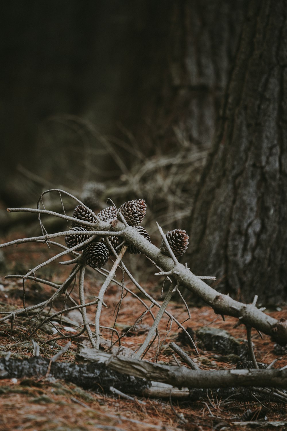 pine cones on dry leaves