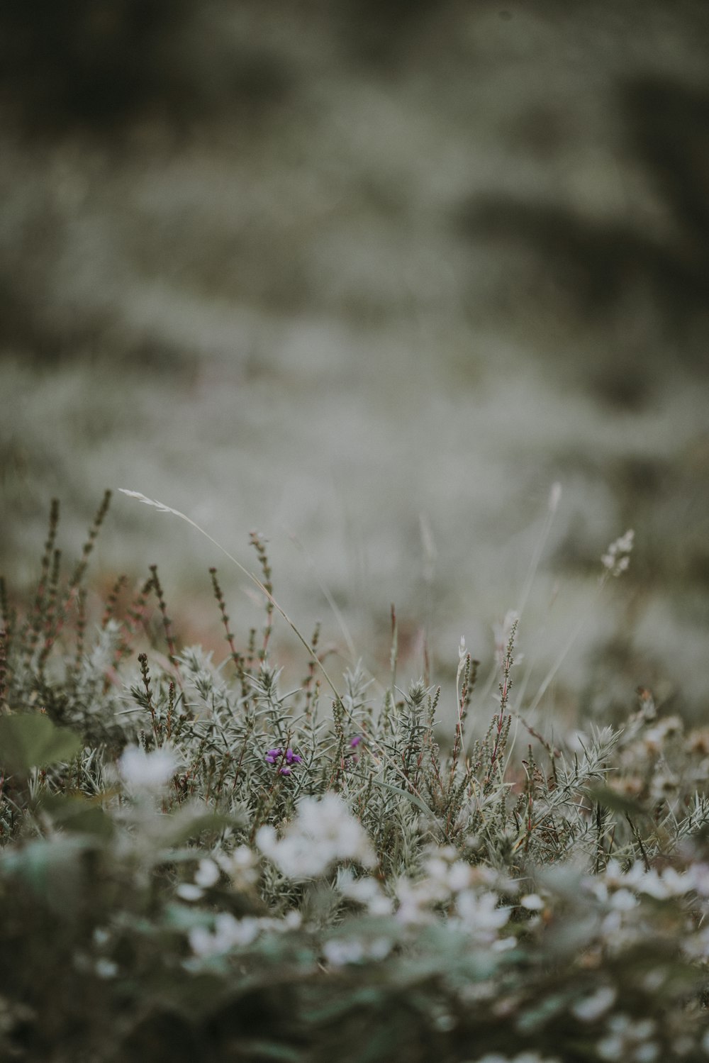 closeup photography of white petaled flower