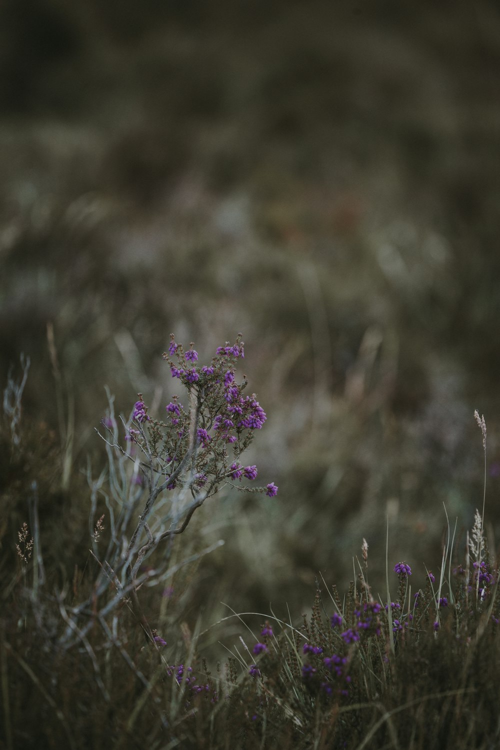 purple flower in bloom