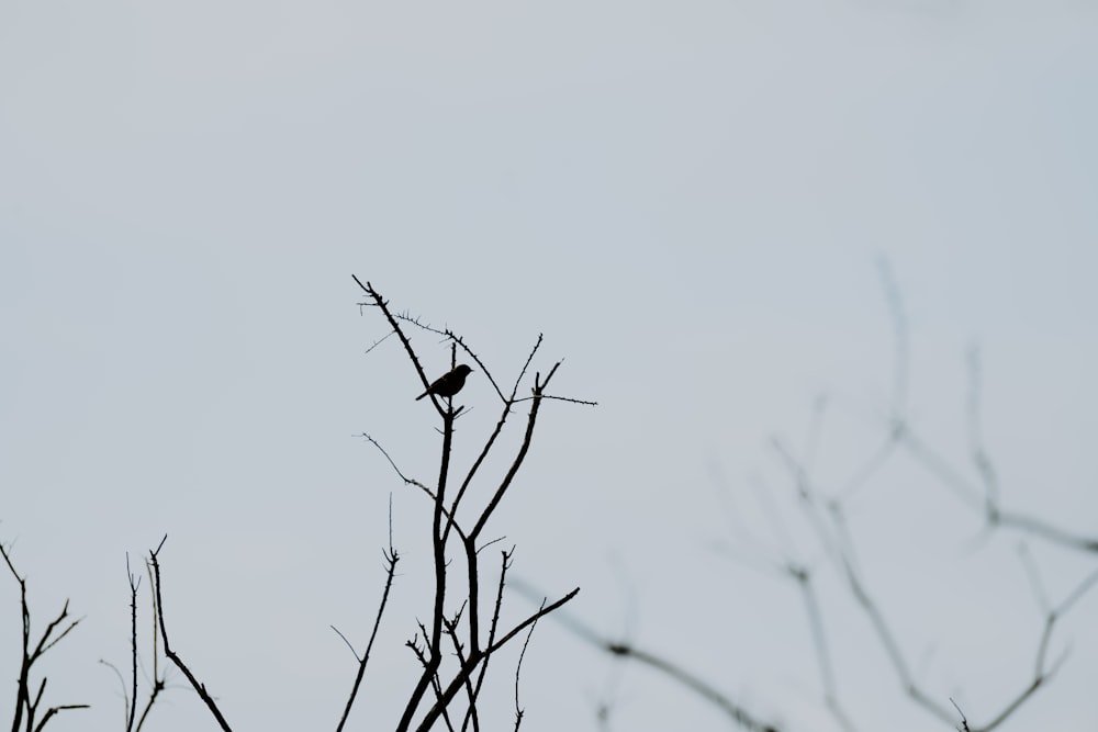 pájaro en planta marrón