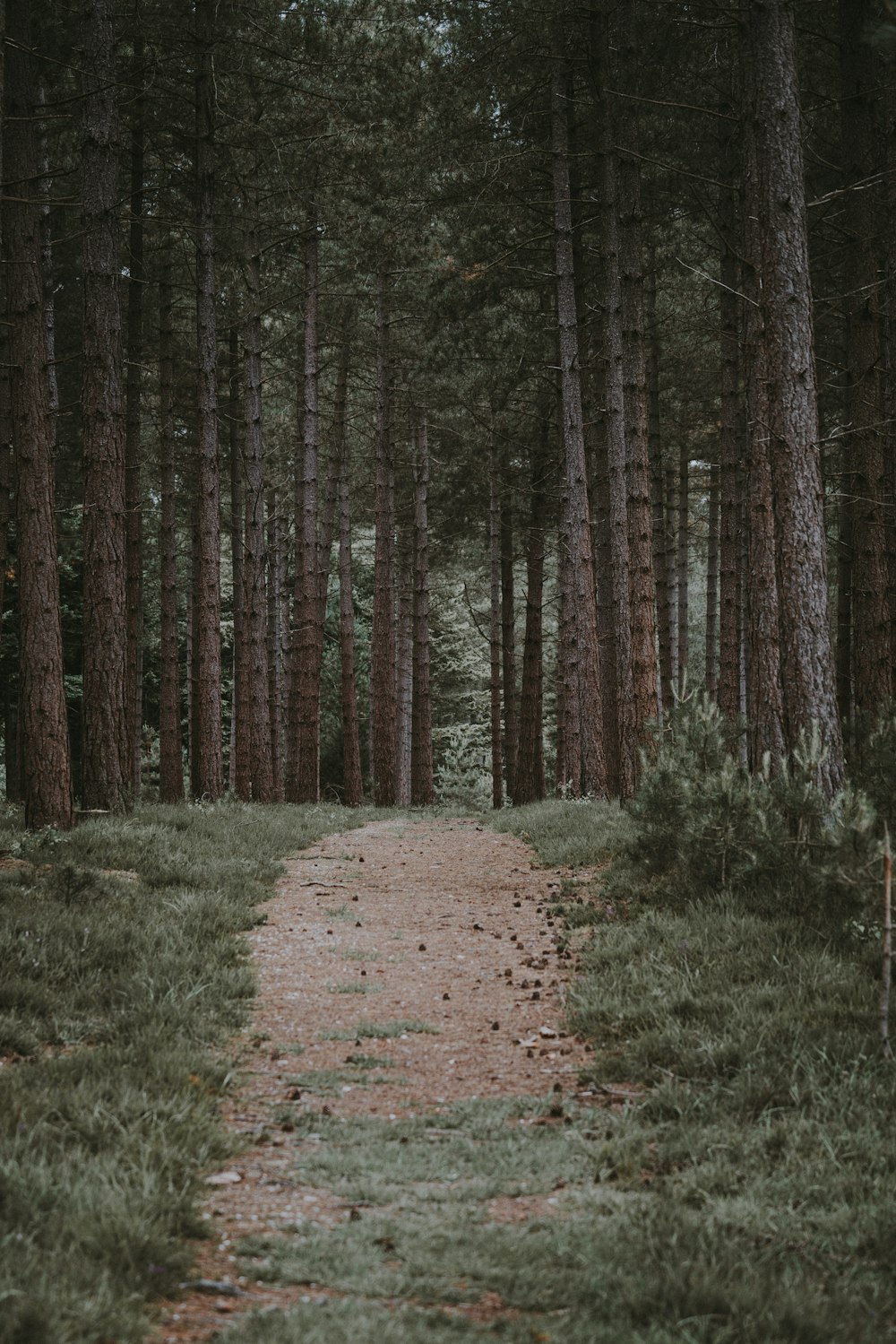 landscape photography of Forest Trail