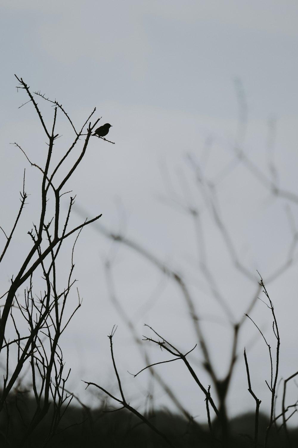 bird perched on tree branch
