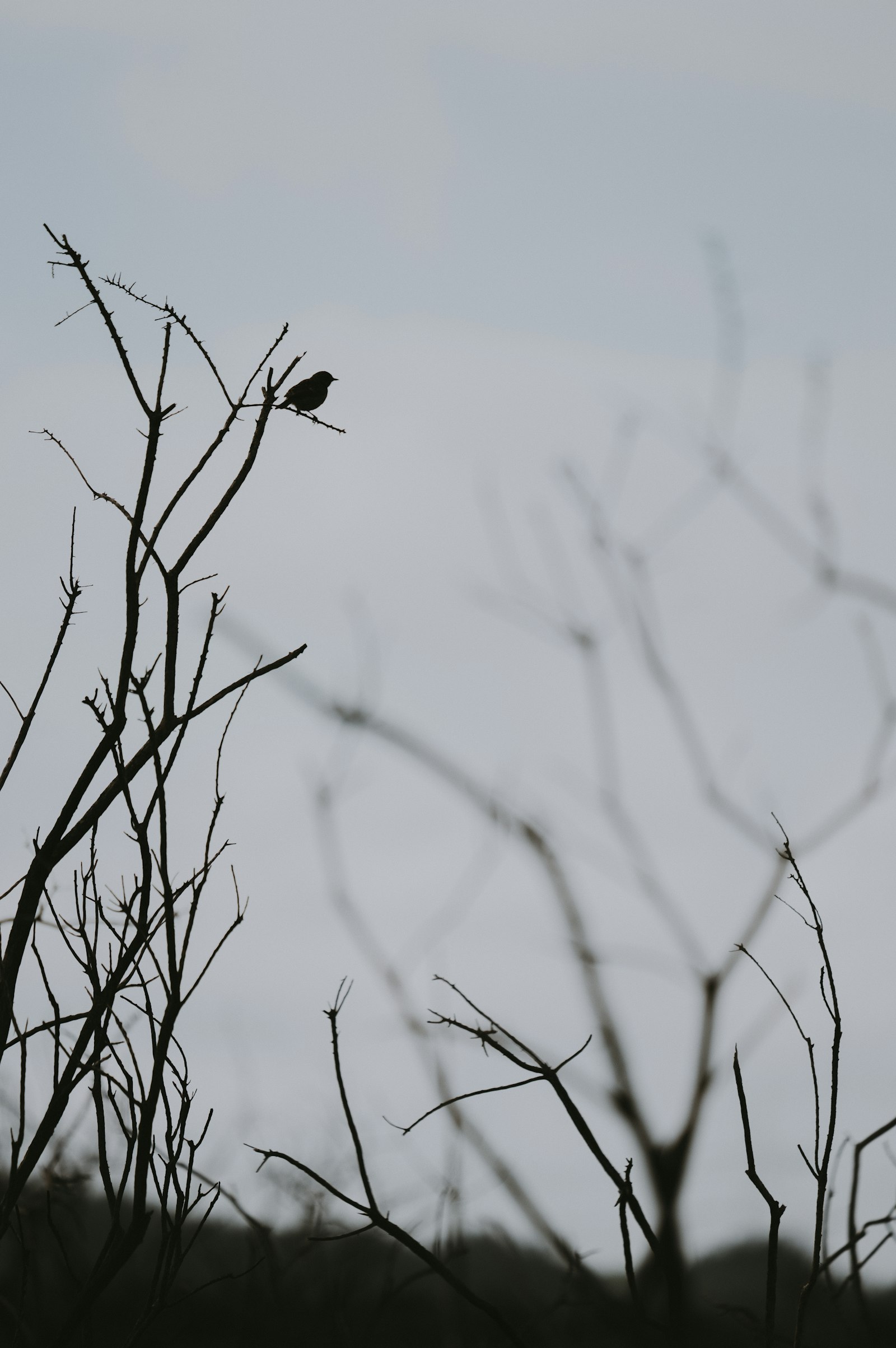 Sony FE 100-400mm F4.5-5.6 GM OSS sample photo. Bird perched on tree photography