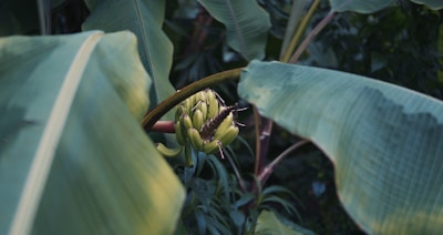 Large green banana leaves surround an unripe banana cluster, partially concealed among the foliage. The scene has a natural, lush setting with leaves exhibiting a waxy texture, and the bananas are light green, indicating their immature state.