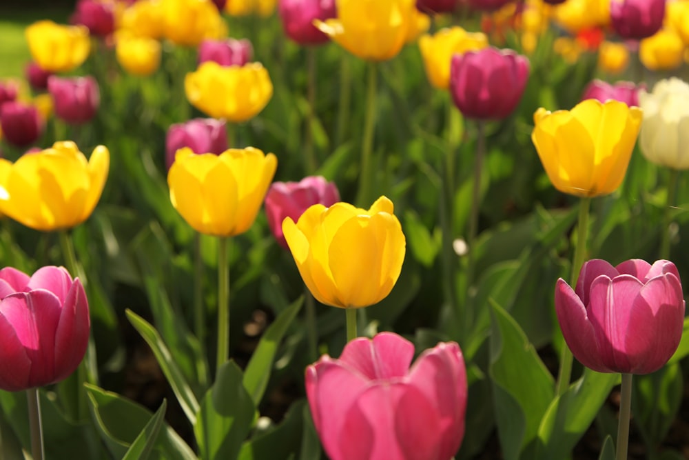 yellow and red flowers