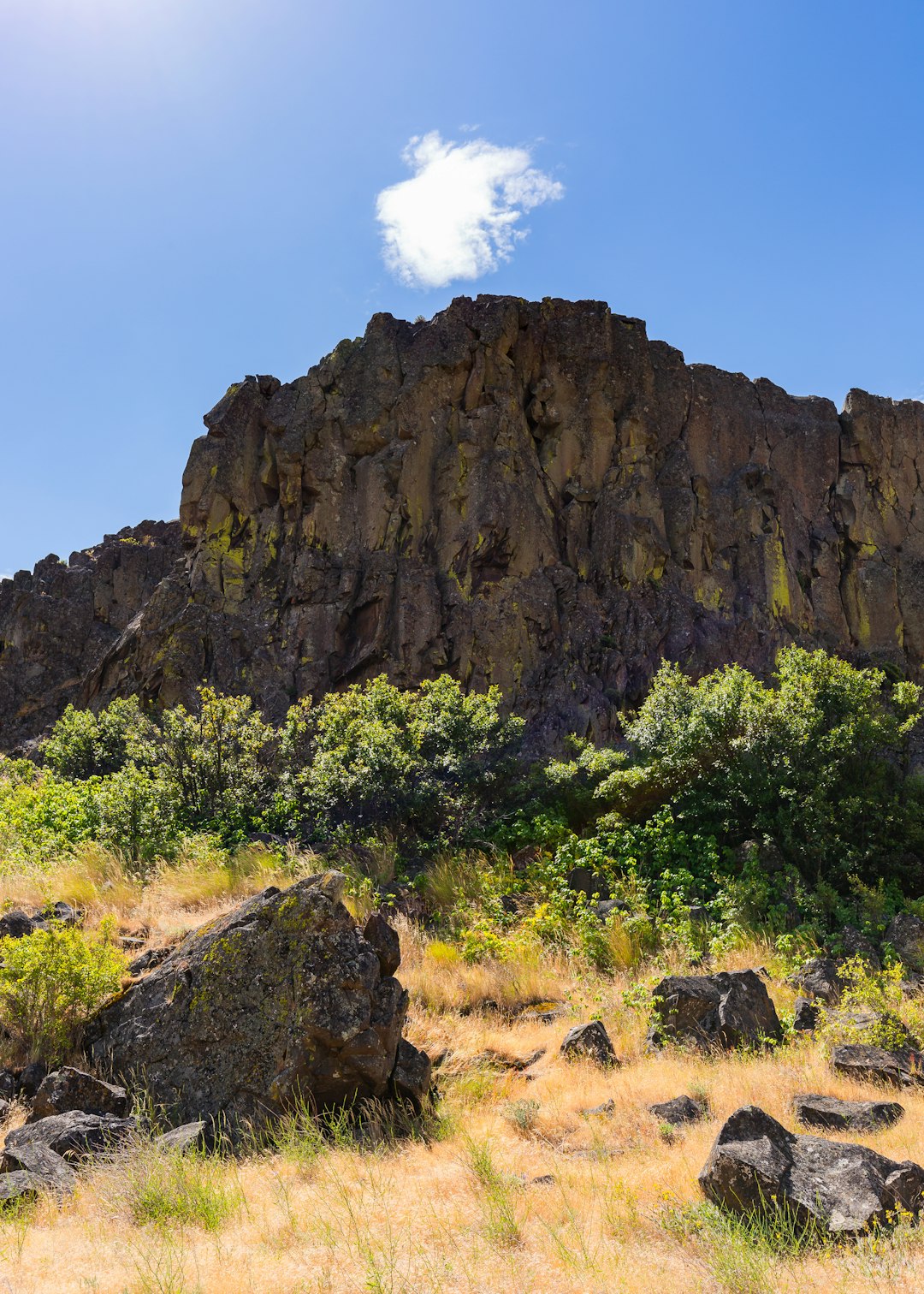 brown and green trees near brown rock mountain during daytime